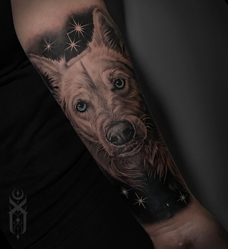Perro Estrellas